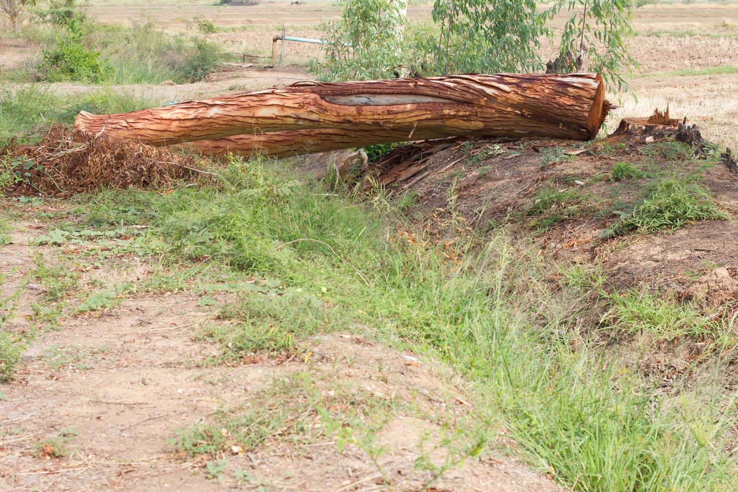 Eucalyptus is deforestation. photo