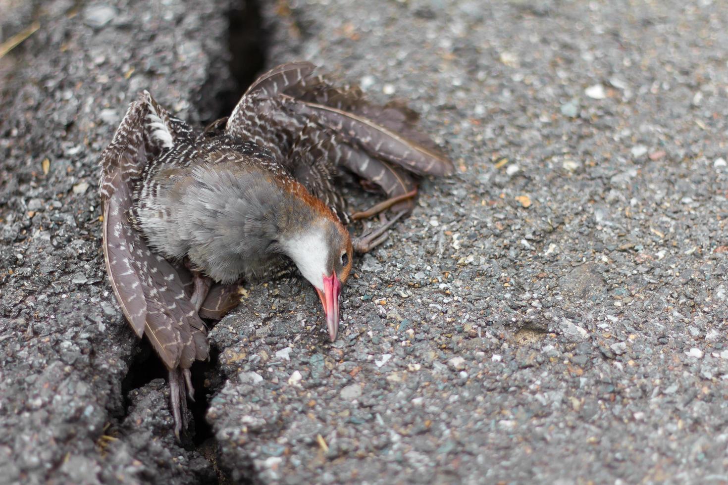 Cracked asphalt dead bird photo