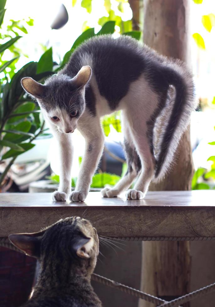 Fluffy kitten threatened photo
