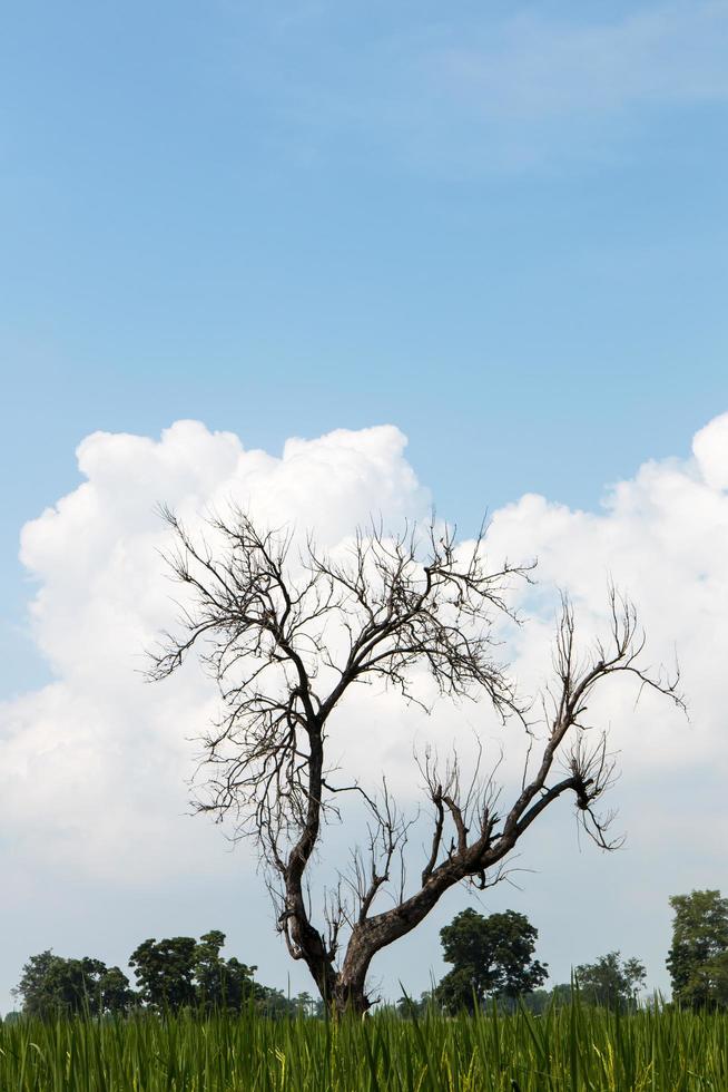 árbol sin hojas con nubes esponjosas. foto