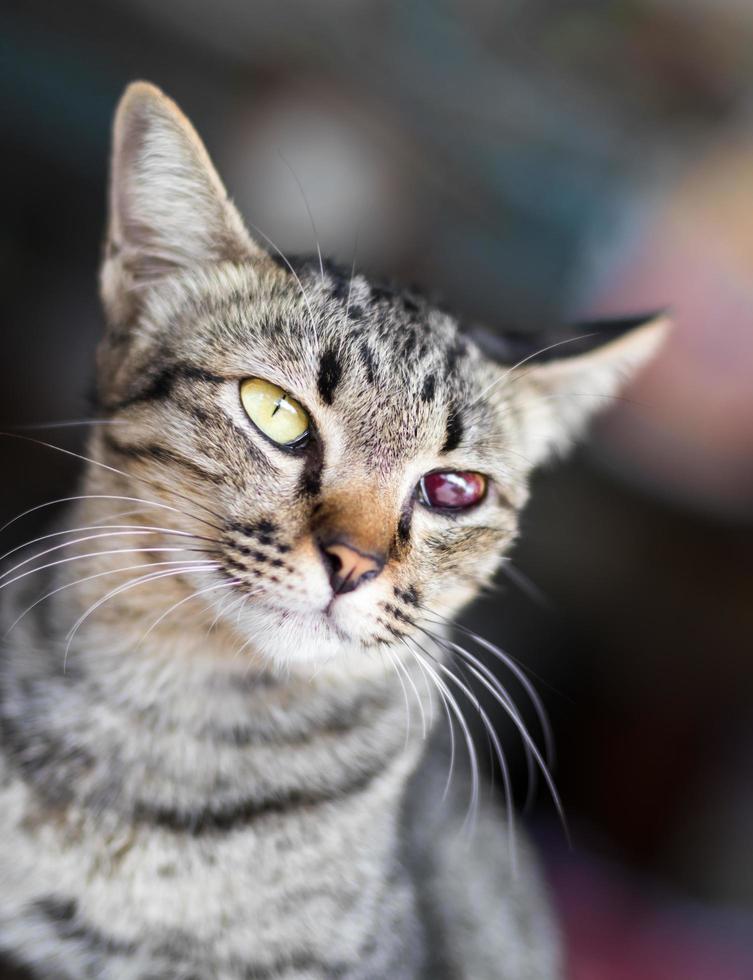 Blind blood red tabby. photo