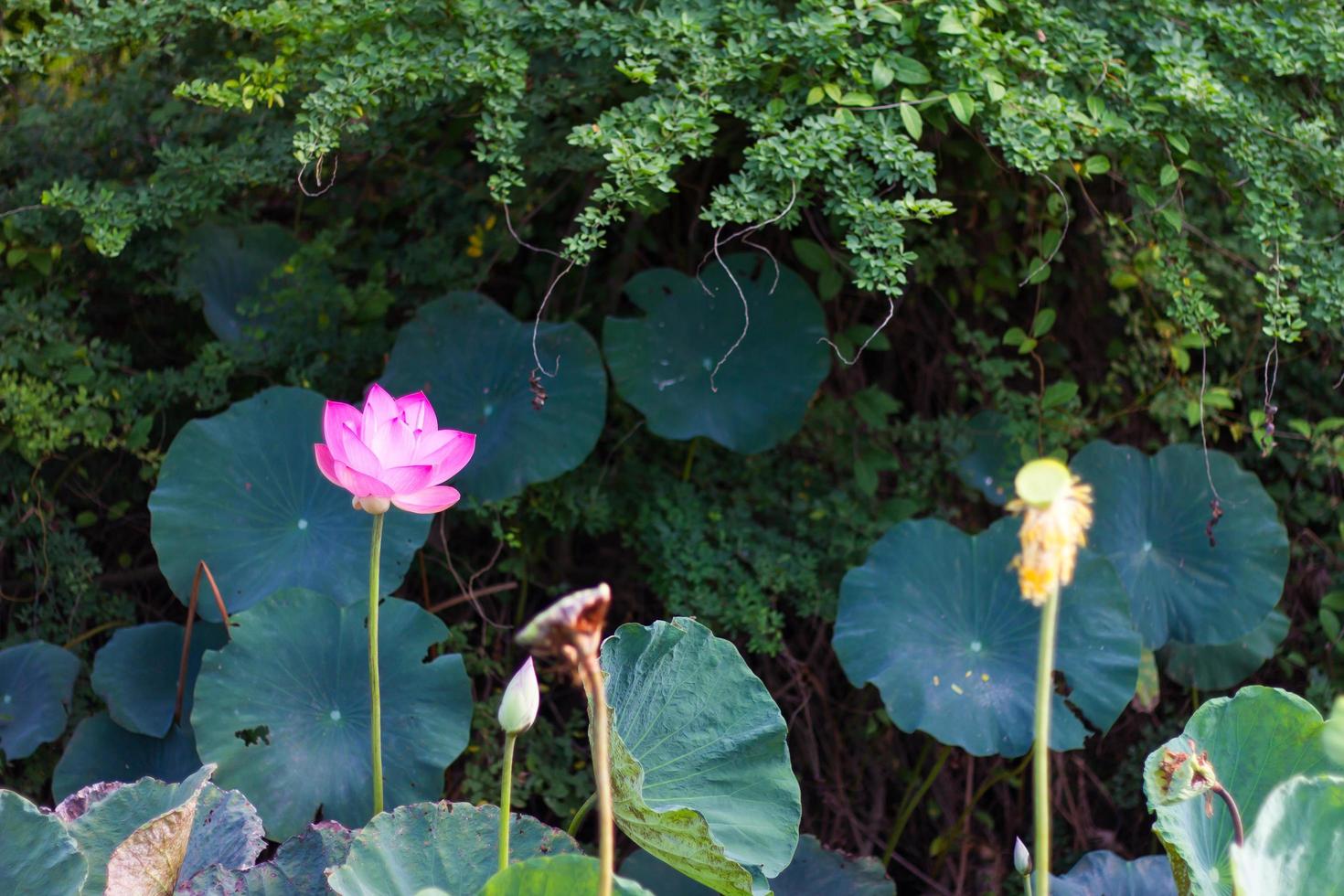 Pink lotus leaf clusters photo
