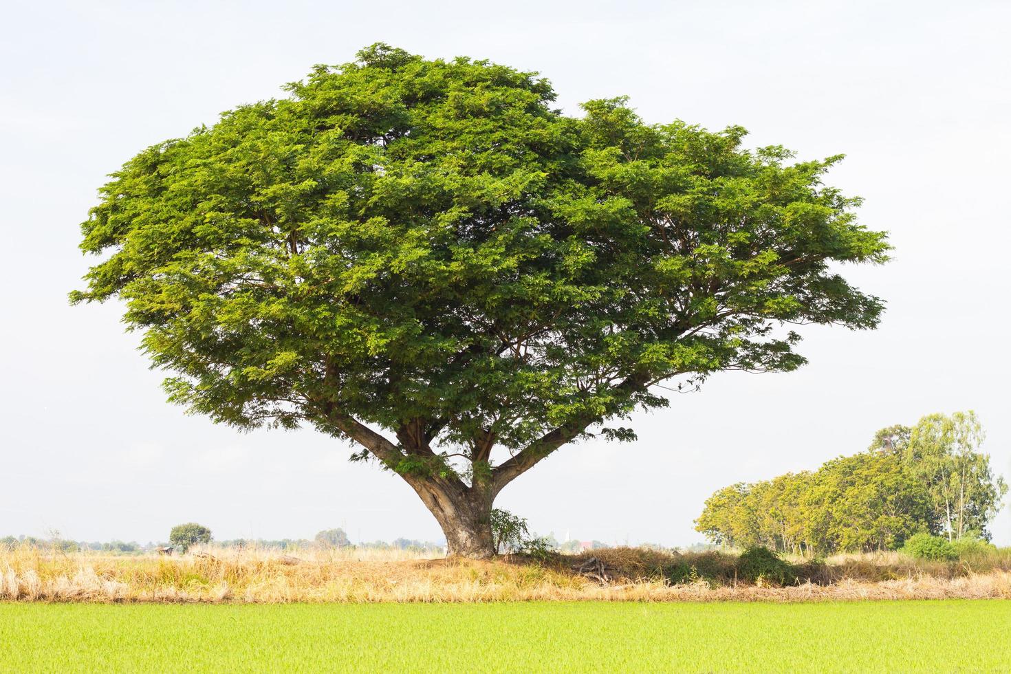 Rain tree sprawling green rice. photo