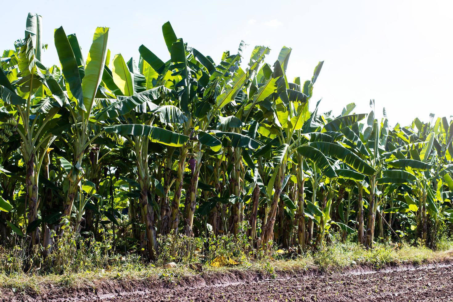 Banana plantation on soil cultivation. photo