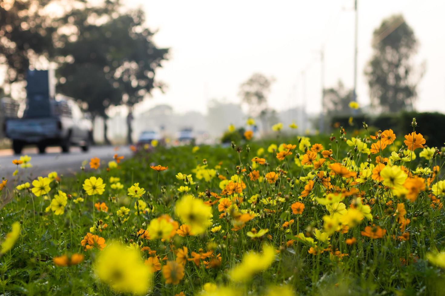 Cosmos yellow car traffic. photo
