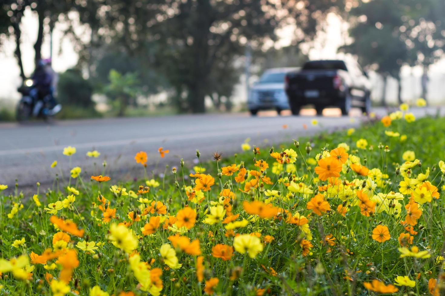 Cosmos yellow car traffic. photo