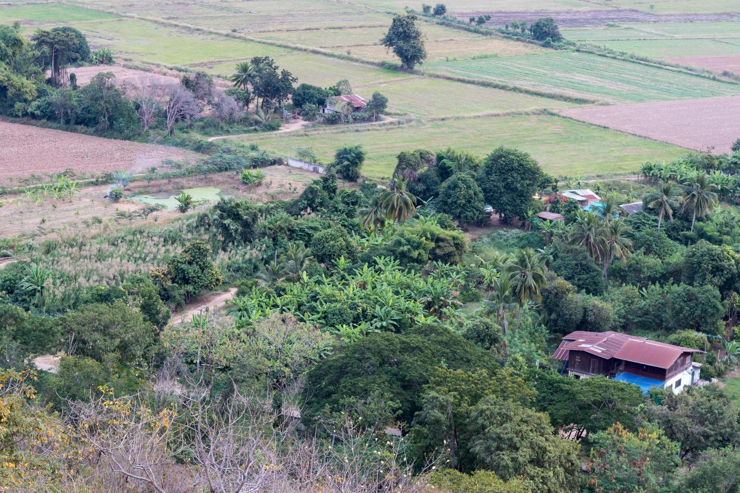 casas entre los árboles. foto