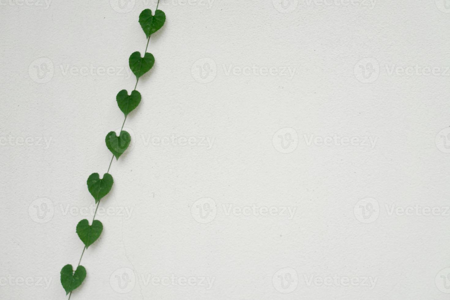 heart shaped leaves on white wall photo