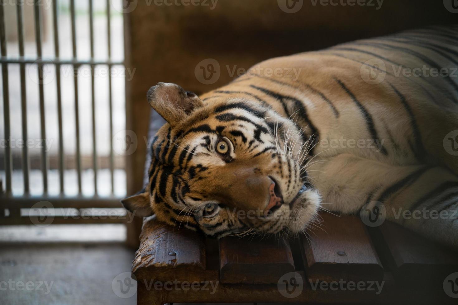 tiger in a zoo cage photo
