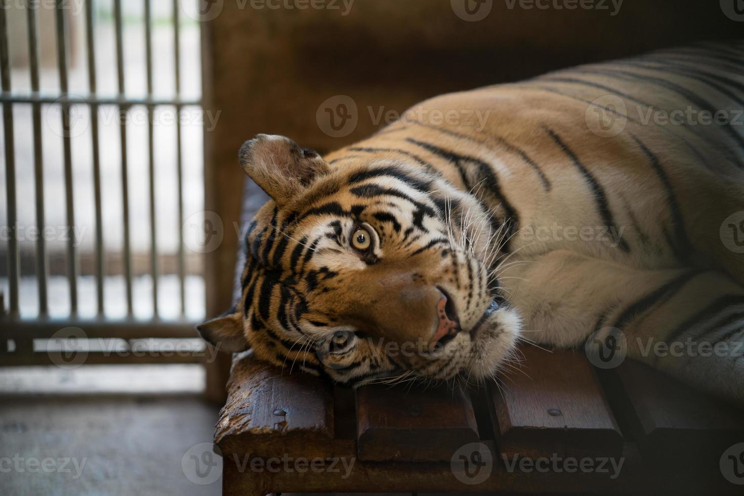 tigre en una jaula de zoológico foto