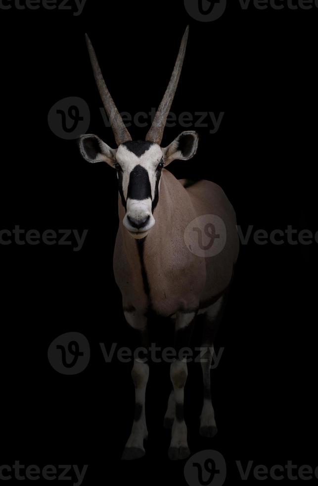 gemsbok or oryx photo