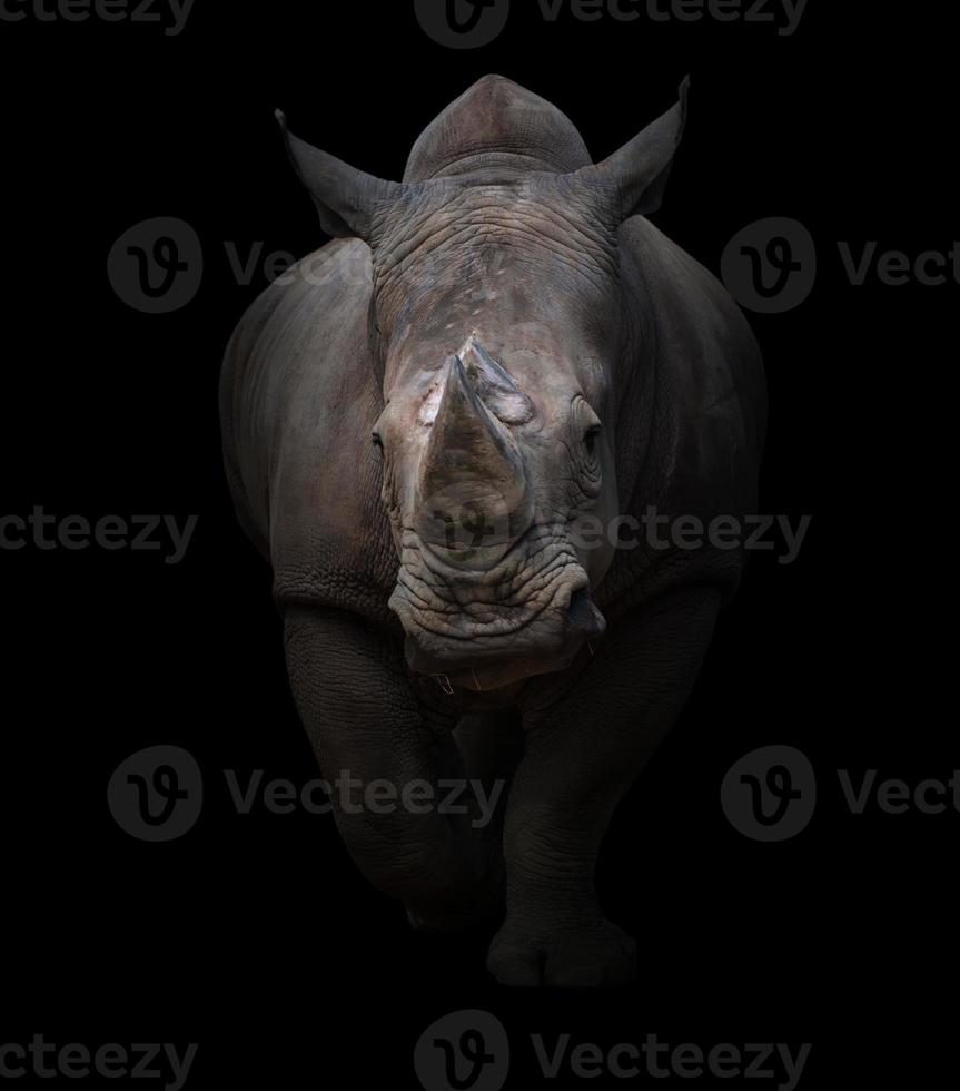white rhinoceros in dark background photo