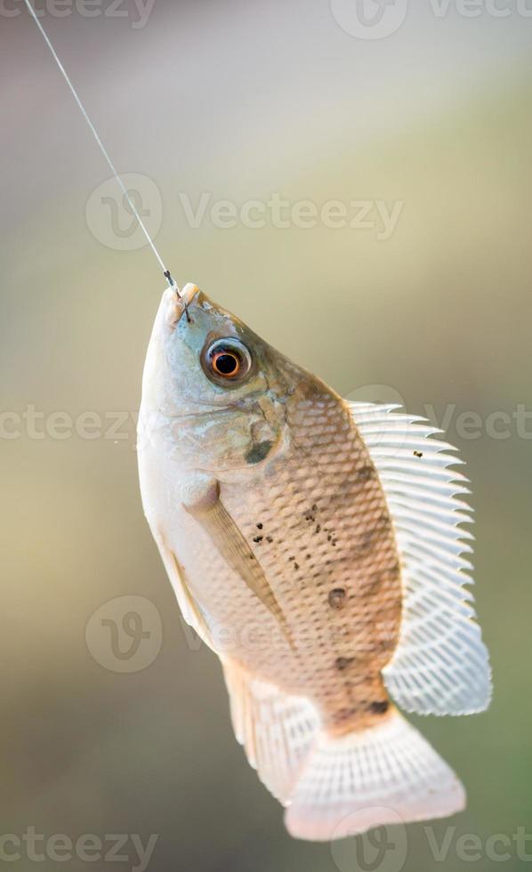 pez tilapia del nilo colgando de un gancho foto