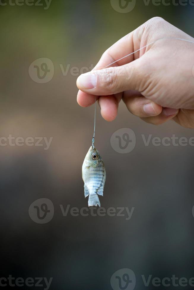 Nile tilapia fish hanging on hook photo