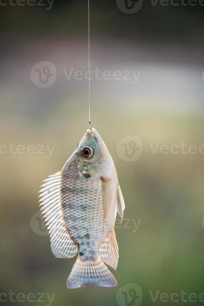 Nile tilapia fish hanging on hook photo