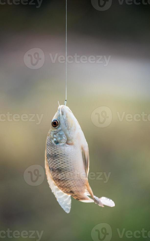 Nile tilapia fish hanging on hook photo