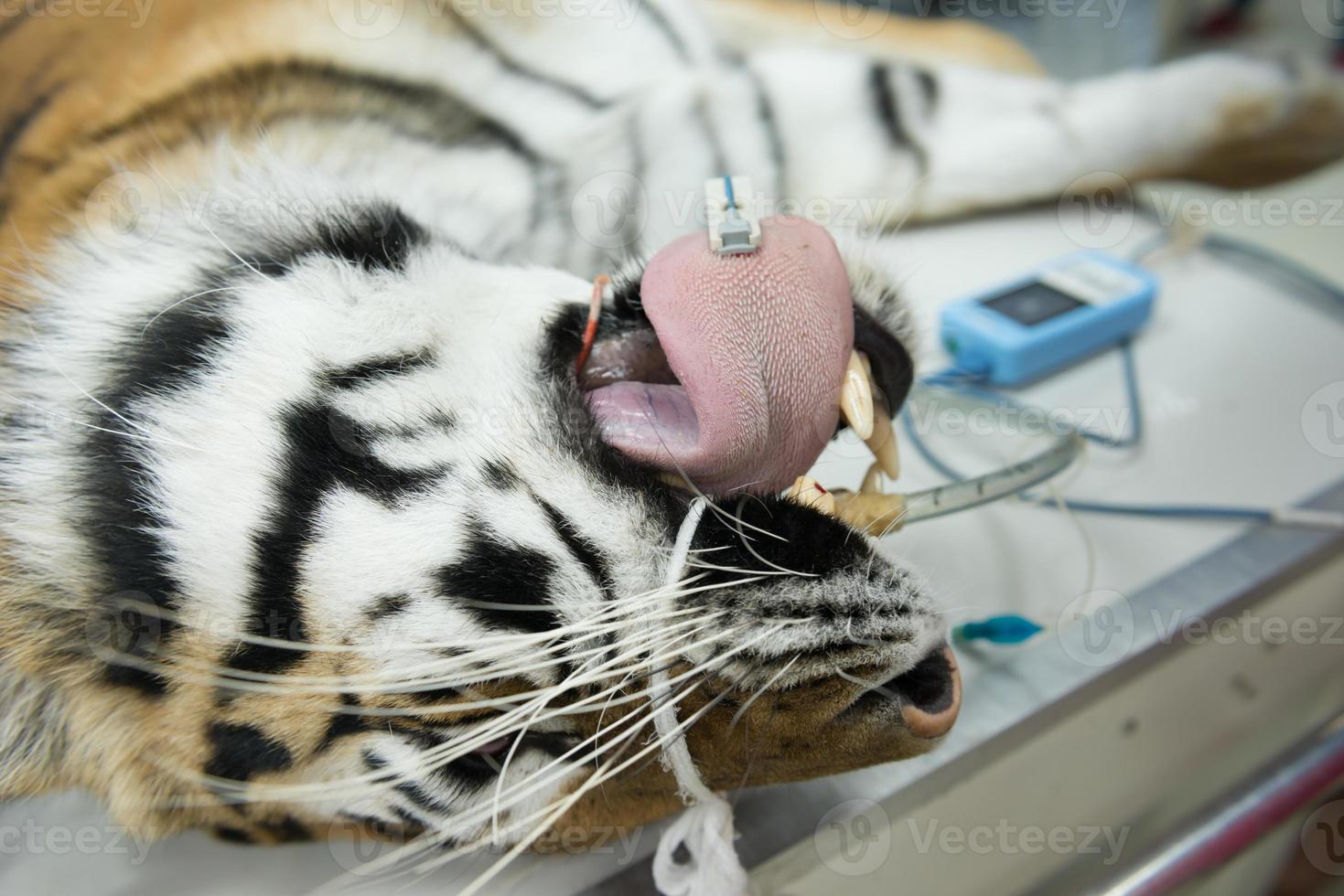 tiger in animal hospital photo