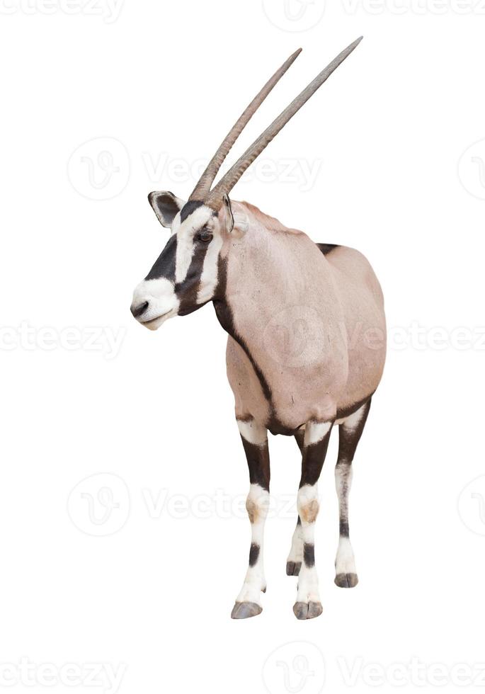 gemsbok u oryx foto