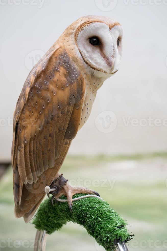 common barn owl photo
