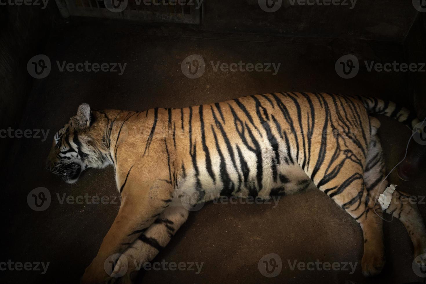 veterinarian treat the tiger photo