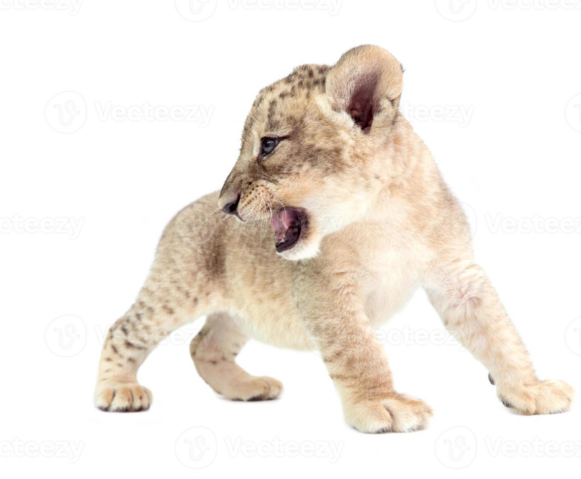 baby lion isolated on white background photo