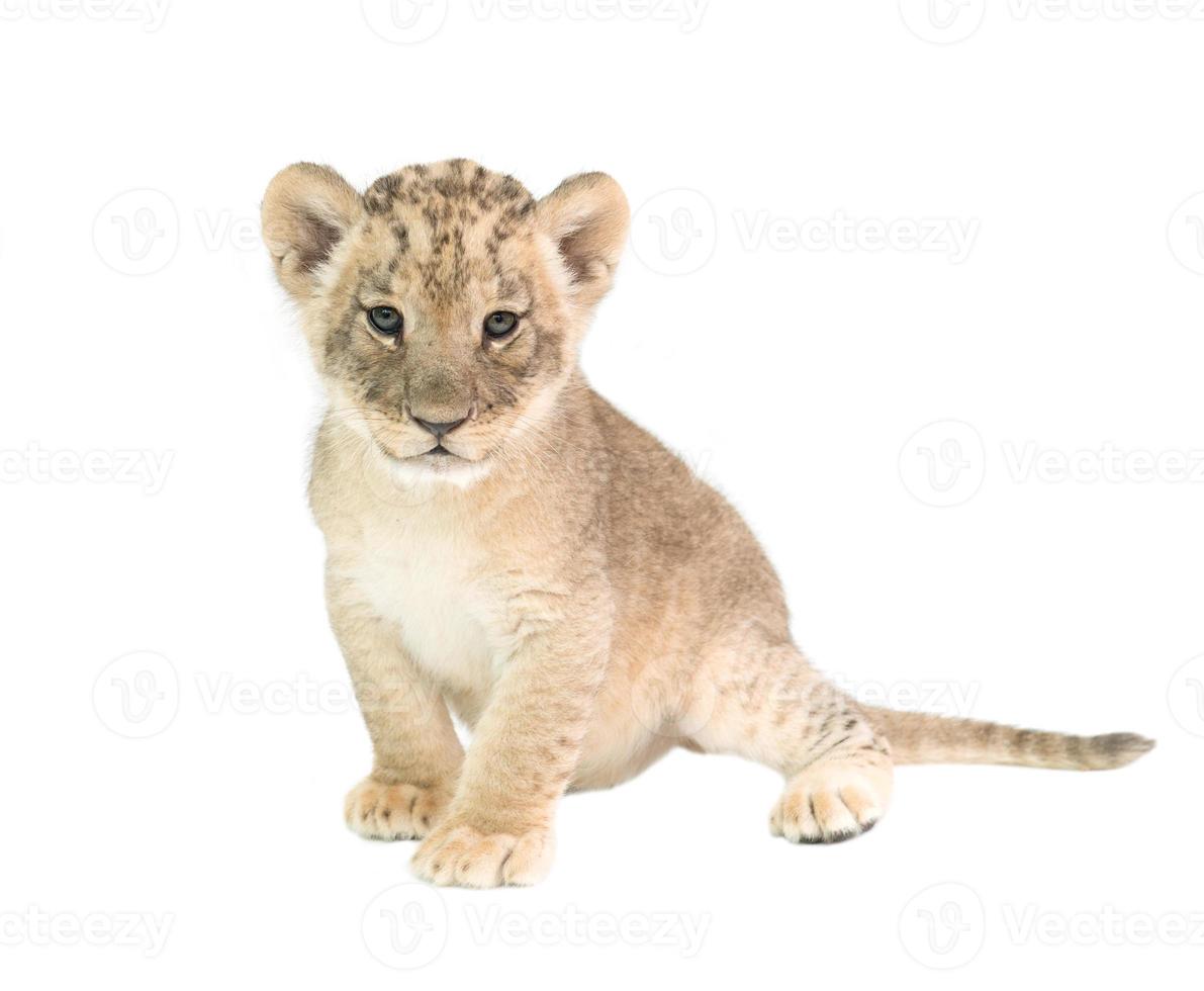 bebé león aislado sobre fondo blanco foto
