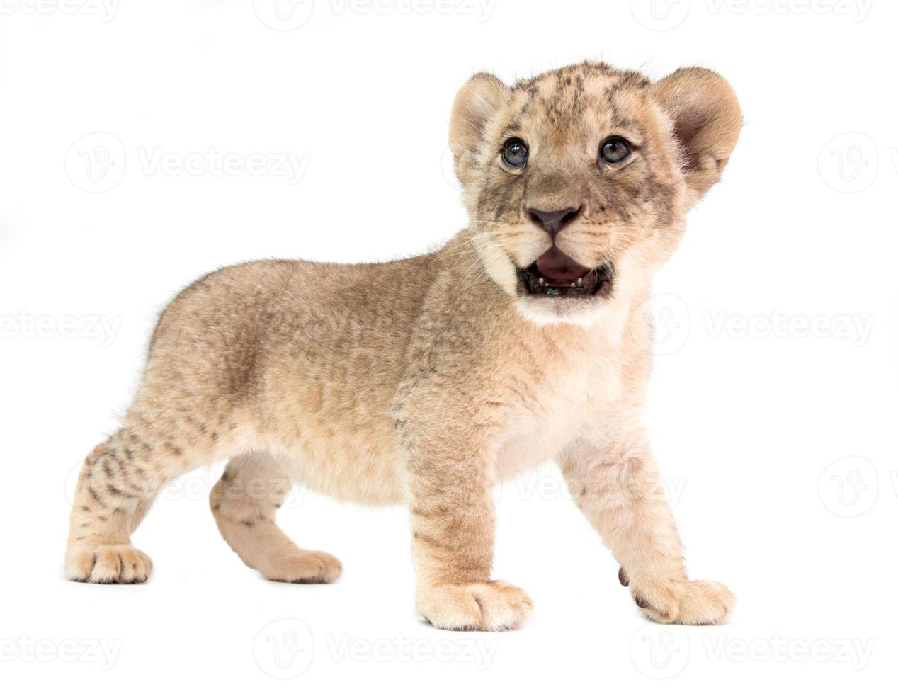 baby lion isolated on white background photo