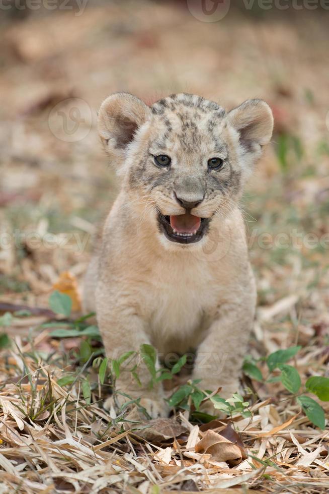 cub of lion photo