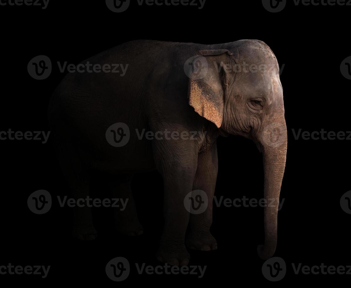 elefante asiático hembra en la oscuridad foto