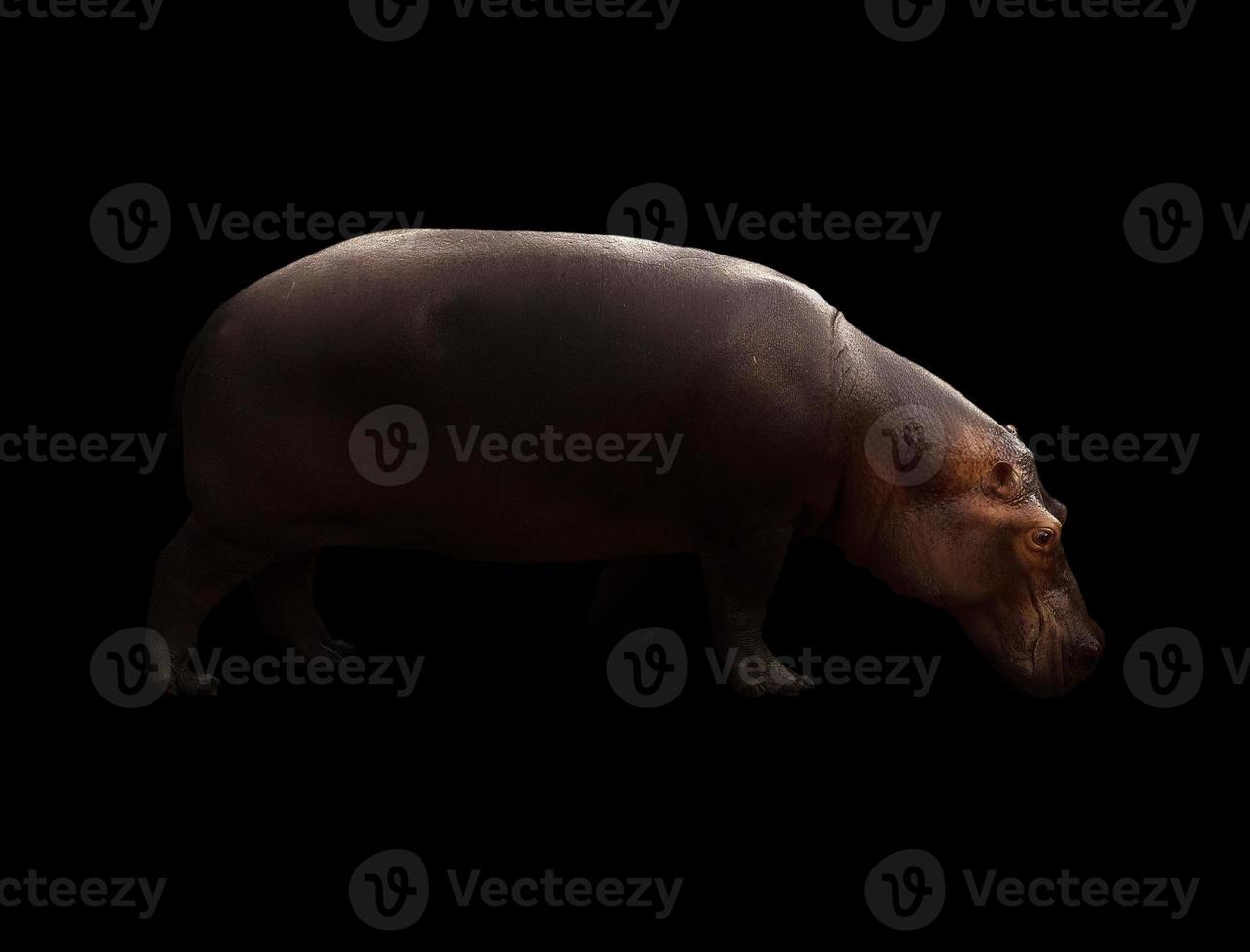hippopotamus in the dark background photo