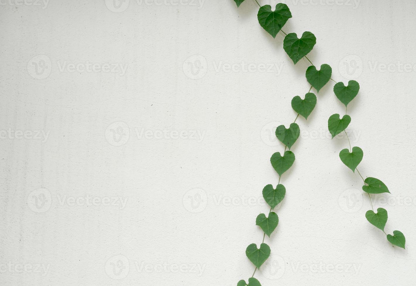 heart shaped leaves on white wall photo