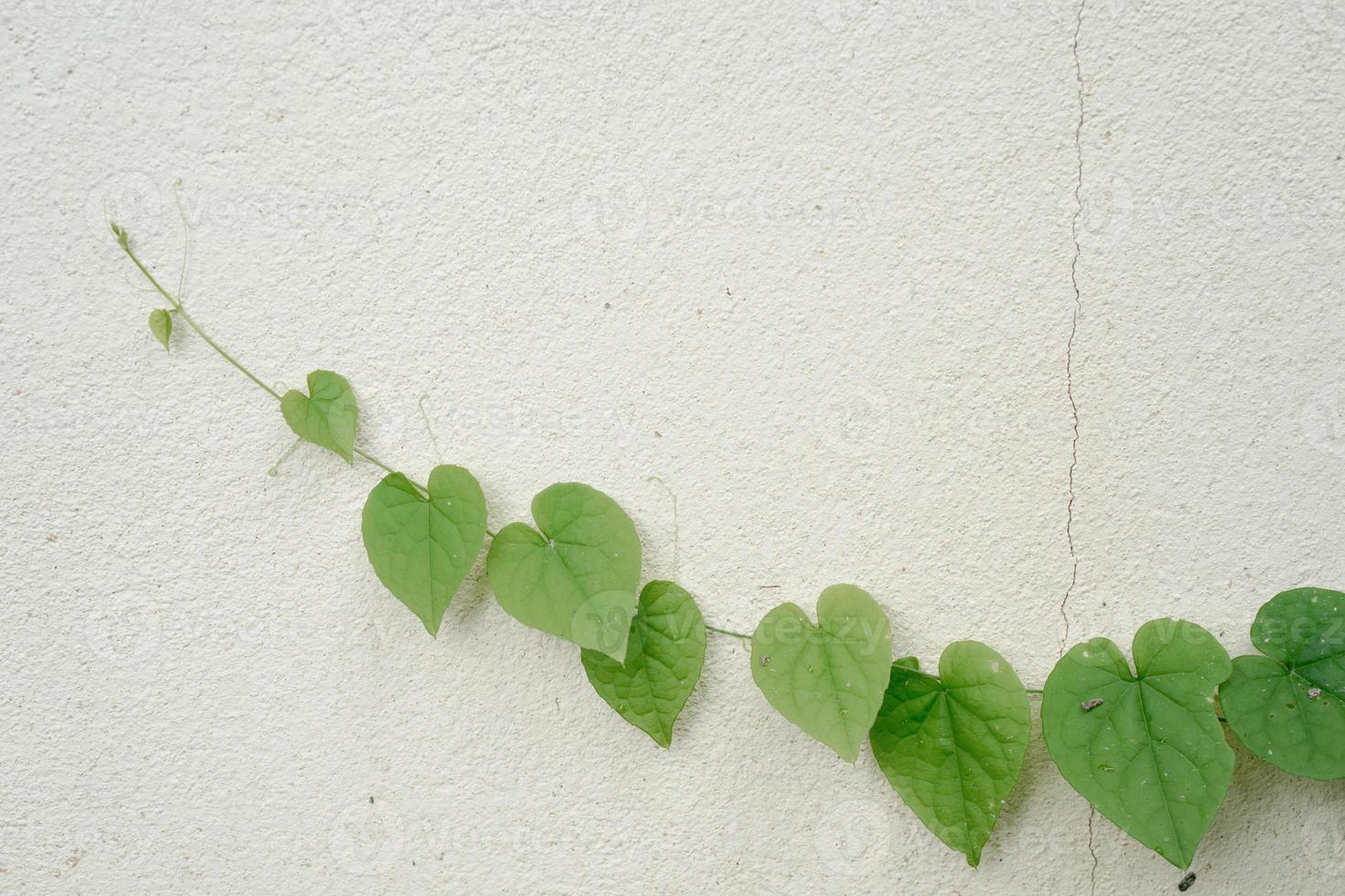 heart shaped leaves on white wall photo