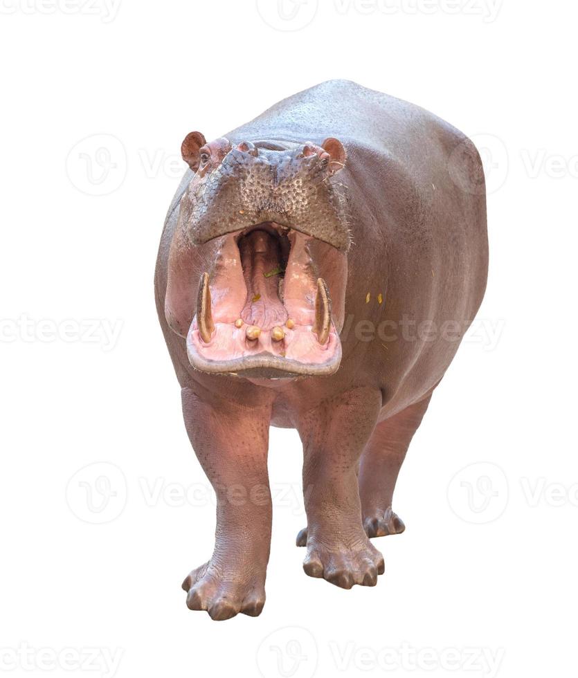 hippopotamus isolated white background photo
