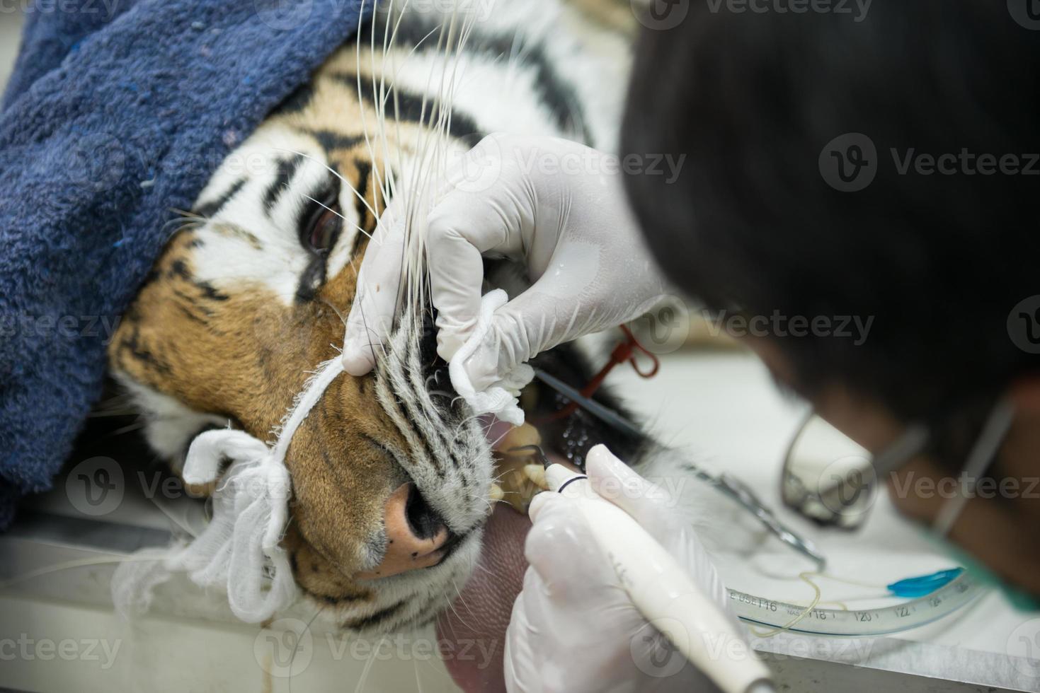 veterinarian is scaling tiger photo