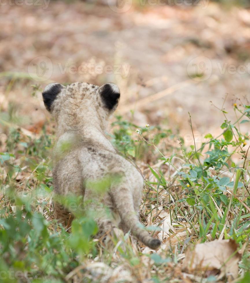 cub of lion photo