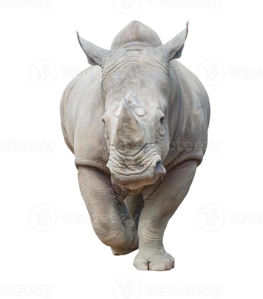 white rhinoceros isolated photo