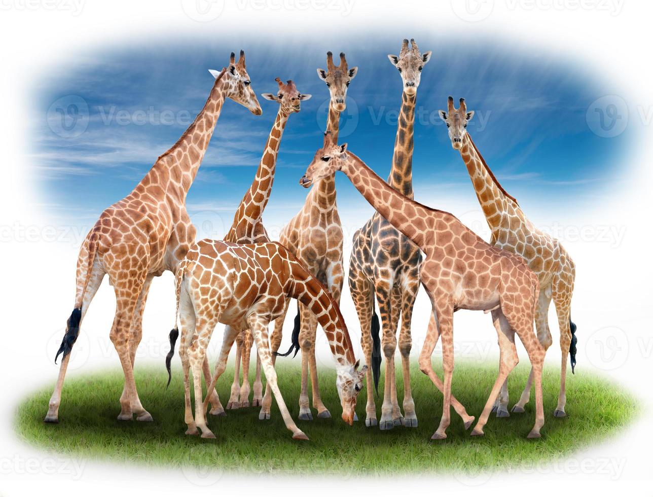 group of giraffe photo