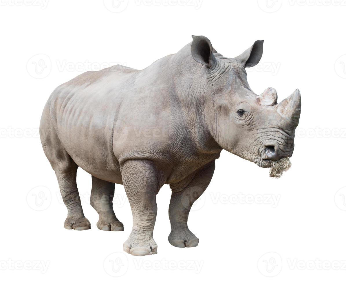 white rhinoceros, square-lipped rhinoceros isolated photo