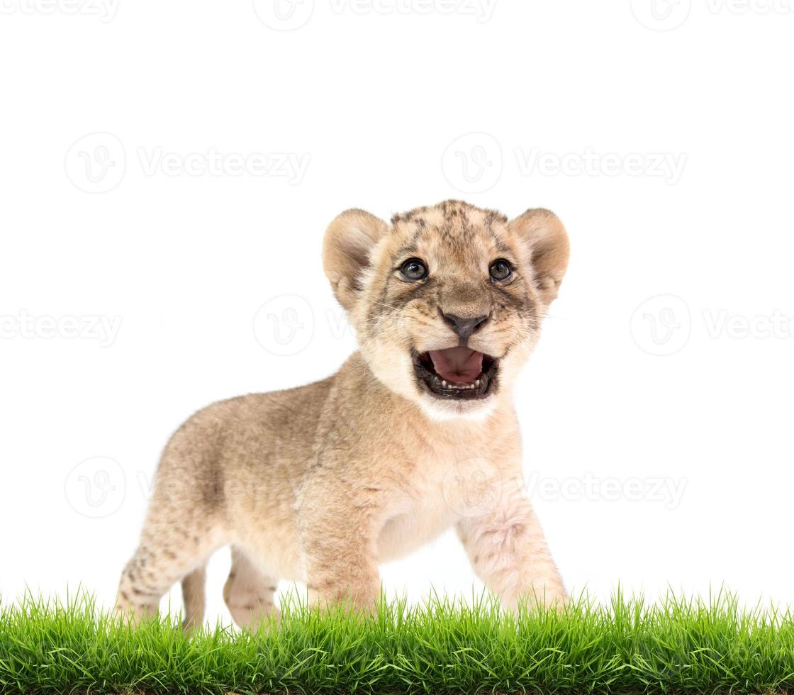 baby lion panthera leo isolated photo