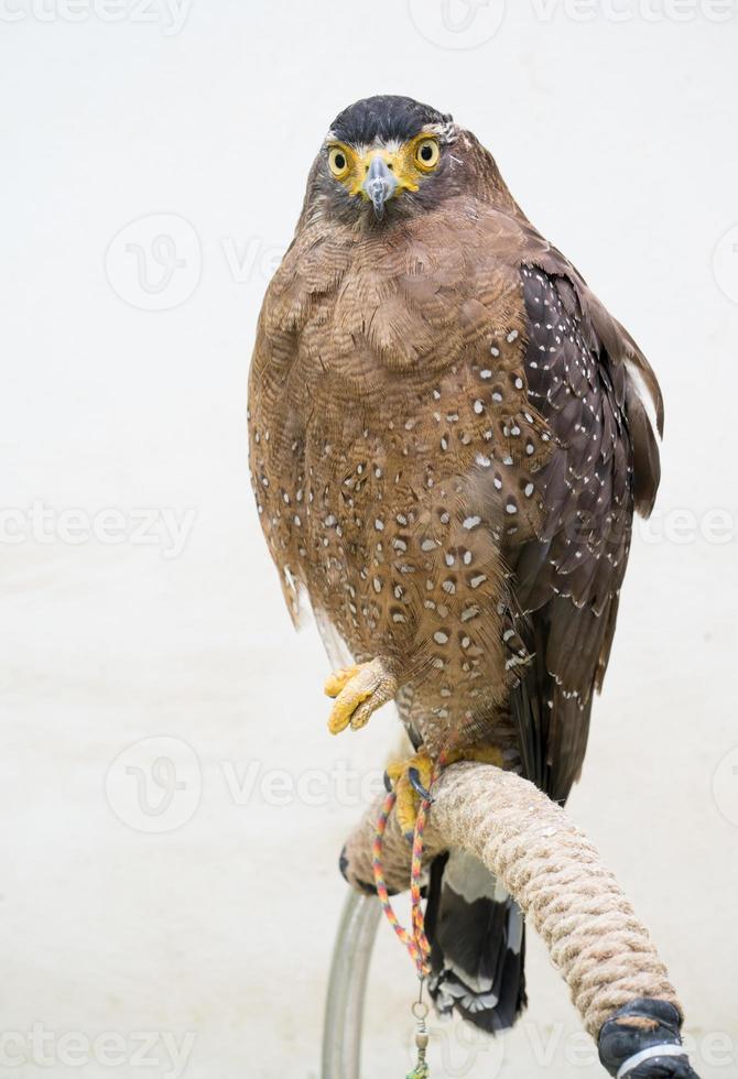 águila serpiente crestada spilornis cheela foto