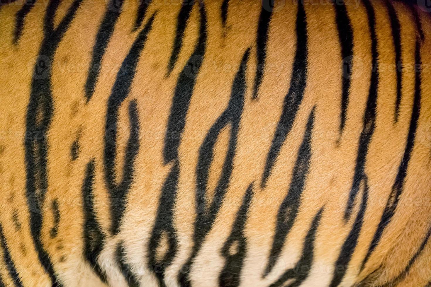 piel de tigre de bengala foto