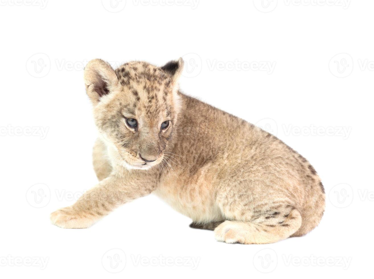 baby lion isolated on white background photo