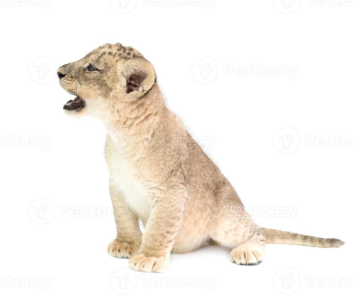 baby lion isolated on white background photo