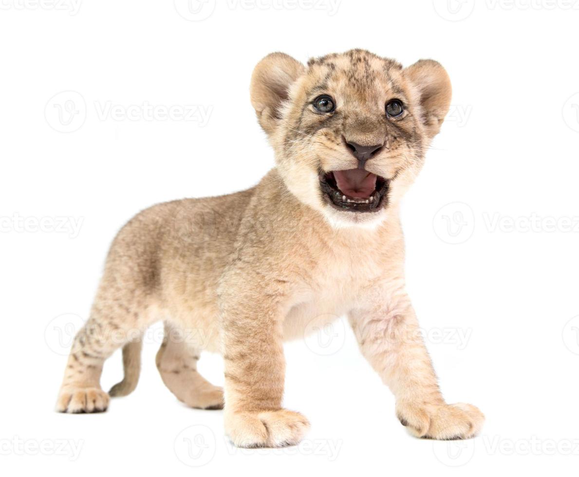 baby lion isolated on white background photo