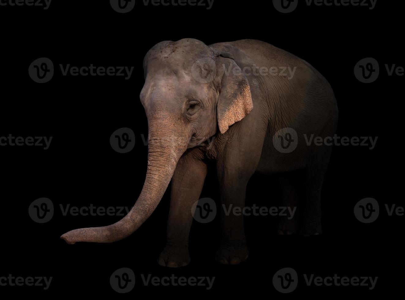 female asia elephant in the dark photo