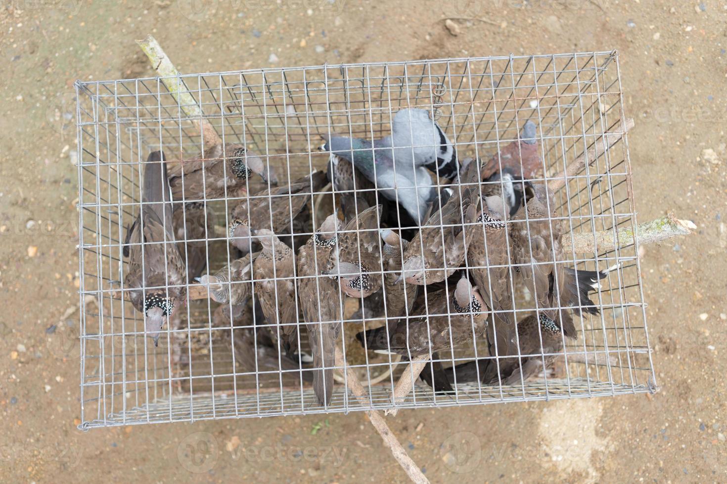 grupo de palomas en jaula foto