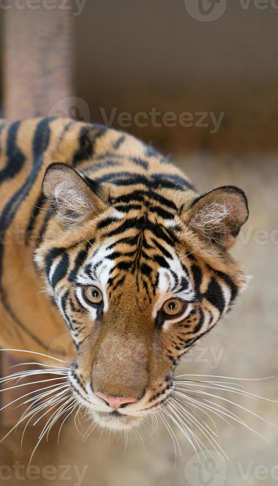 bengal tiger in zoo photo