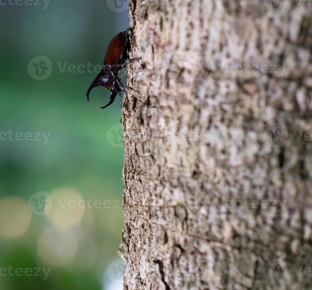 stem eating beetle photo