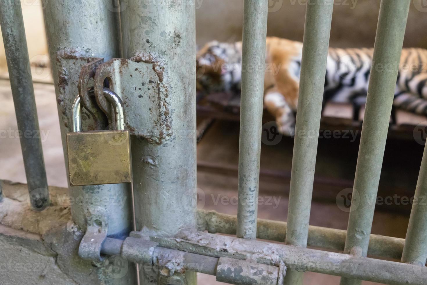 tiger in cage photo