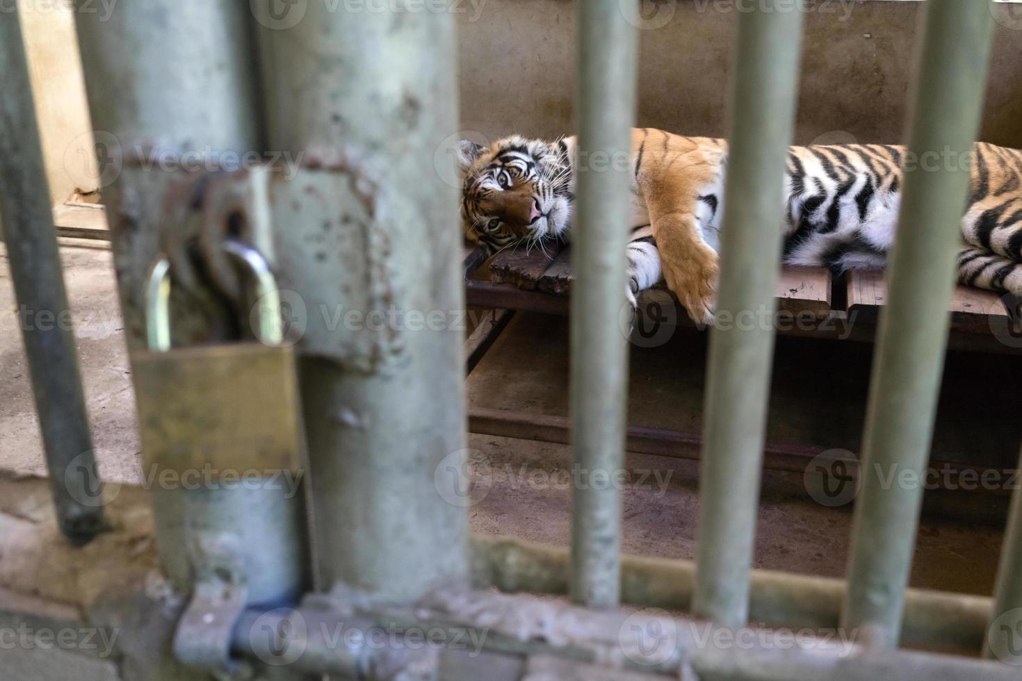 tiger in cage photo